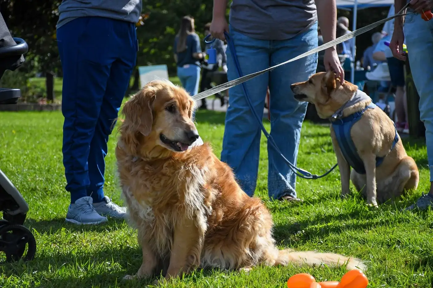 dogs outdoor