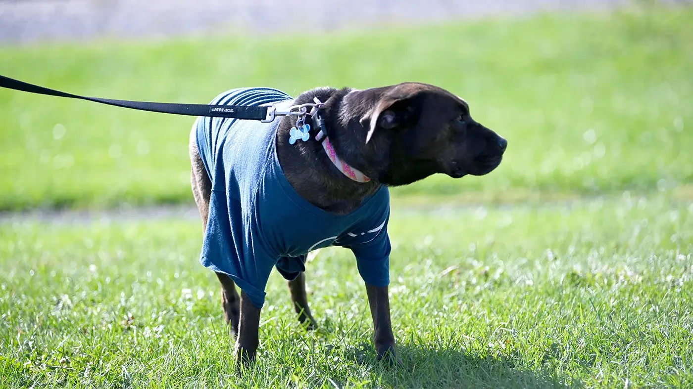 dog on leash