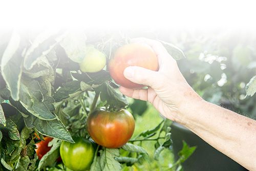 Elderly adult picks a ripe tomato