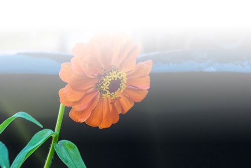 Orange flower with dark background