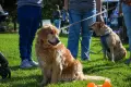 dogs outdoor
