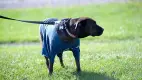 dog on leash